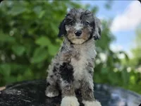 Toby #0430, a male Miniature Bernedoodle for sale in Fort Wayne, IN – 2 of 3