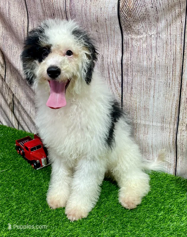 Scooter – Miniature Bernedoodle puppy for sale in Fort Wayne, IN