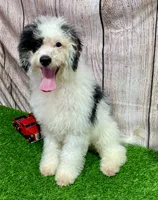 Scooter, a male Miniature Bernedoodle for sale in Fort Wayne, IN – 1 of 2