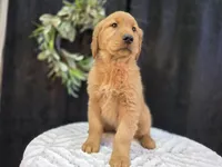 Myron / 8207, a male Golden Retriever for sale in Fort Wayne, IN – Photo 1 of 3