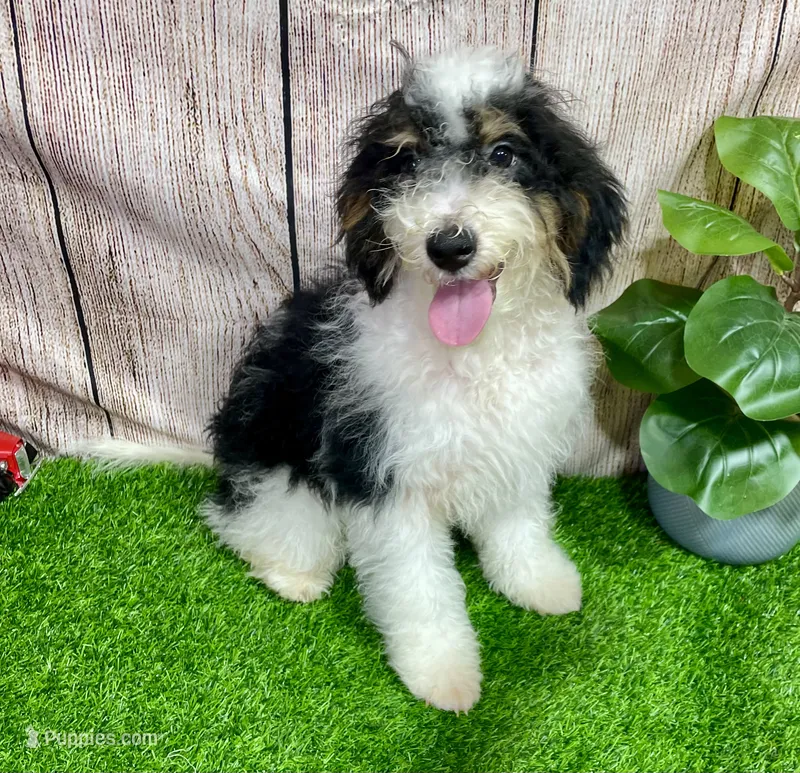 Scout #2304 – Miniature Bernedoodle puppy for sale in Fort Wayne, IN