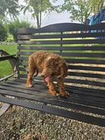 Bill #5190, a male Miniature Goldendoodle for sale in Fort Wayne, IN – 3 of 3