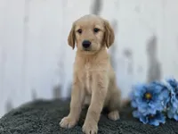 Millie, a female Golden Retriever for sale in Fort Wayne, IN – 3 of 3
