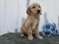 Marley, a male Golden Retriever for sale in Fort Wayne, IN – 2 of 3