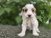 Digger, a male Miniature Goldendoodle for sale in Fort Wayne, IN – 3 of 3