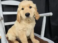 Timmy, a male Golden Retriever for sale in Fort Wayne, IN – Photo 2 of 6