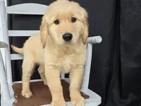 Timmy, a male Golden Retriever for sale in Fort Wayne, IN – Photo 4 of 6