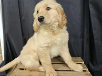 Timmy, a male Golden Retriever for sale in Fort Wayne, IN – Photo 5 of 6