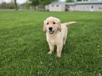 Timmy, a male Golden Retriever for sale in Fort Wayne, IN – Photo 3 of 6