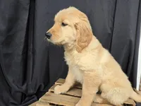 Timmy, a male Golden Retriever for sale in Fort Wayne, IN – Photo 6 of 6