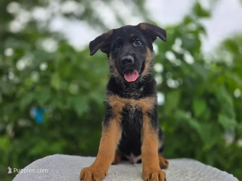 Mike #2186 – German Shepherd Dog puppy for sale in Fort Wayne, IN