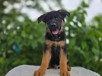 Mike #2186, a male German Shepherd Dog for sale in Fort Wayne, IN – 1 of 2