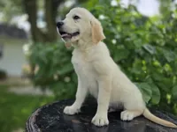Tyson, a male Golden Retriever for sale in Fort Wayne, IN – 2 of 3