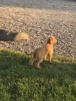 Tank, a male Miniature Goldendoodle for sale in Fort Wayne, IN – 4 of 7