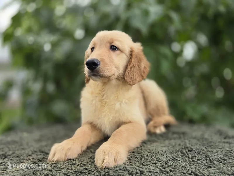Sabha – Golden Retriever puppy for sale in Fort Wayne, IN