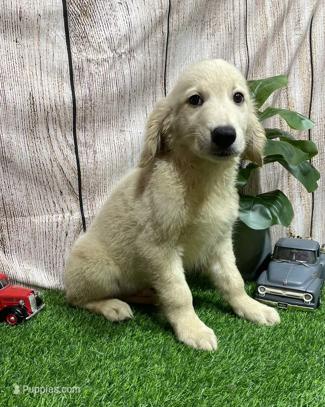 Harald – Golden Retriever puppy for sale in Fort Wayne, IN