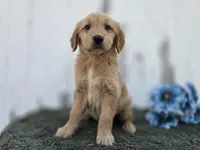 Marley, a male Golden Retriever for sale in Fort Wayne, IN – 3 of 3