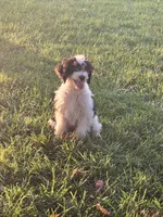 Scout #2304, a male Miniature Bernedoodle for sale in Fort Wayne, IN – 2 of 4
