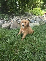 Tilly #9570, a female Miniature Goldendoodle for sale in Fort Wayne, IN – 2 of 3