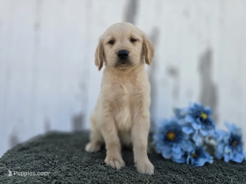 Coby – Golden Retriever puppy for sale in Fort Wayne, IN