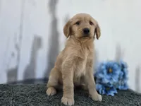 Rolo, a male Golden Retriever for sale in Fort Wayne, IN – 3 of 3