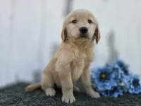 Paris, a female Golden Retriever for sale in Fort Wayne, IN – 3 of 3