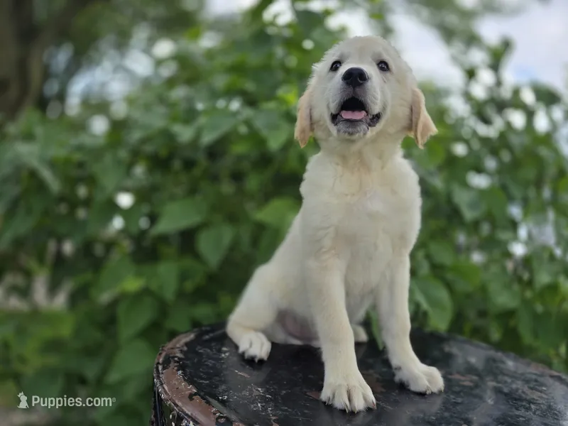 Tyson – Golden Retriever puppy for sale in Fort Wayne, IN
