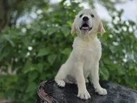 Tyson, a male Golden Retriever for sale in Fort Wayne, IN – 1 of 3