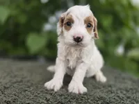 Digger, a male Miniature Goldendoodle for sale in Fort Wayne, IN – 2 of 3