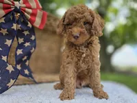 Roscoe, a male Miniature Goldendoodle for sale in Fort Wayne, IN – 2 of 3