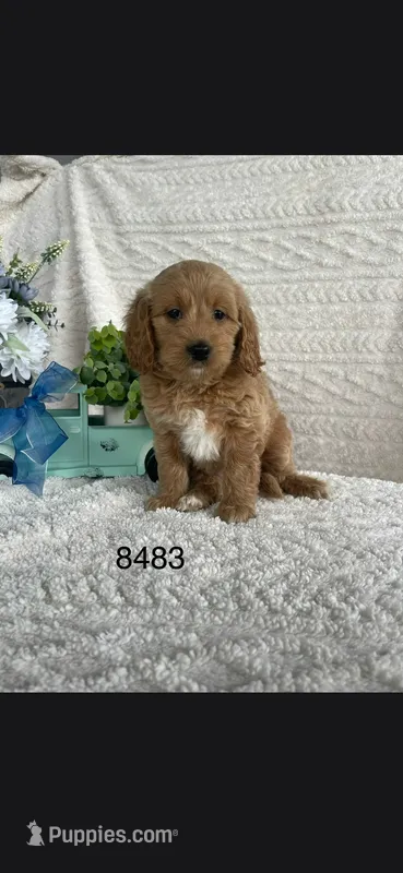 Daisy – Miniature Goldendoodle puppy for sale in Fort Wayne, IN