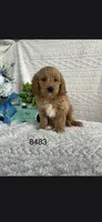 Daisy, a female Miniature Goldendoodle for sale in Fort Wayne, IN – 1 of 1