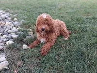 Bill #5190, a male Miniature Goldendoodle for sale in Fort Wayne, IN – 2 of 3