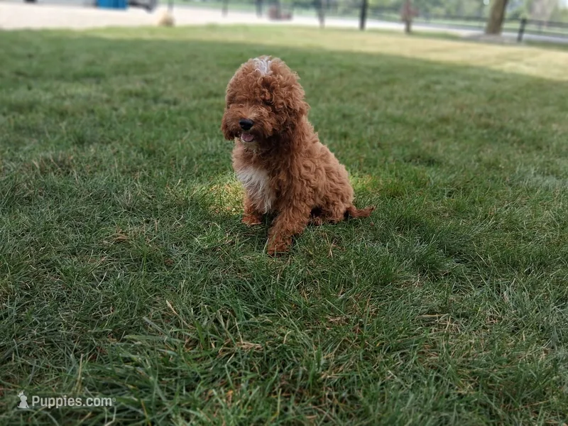 Bill #5190 – Miniature Goldendoodle puppy for sale in Fort Wayne, IN