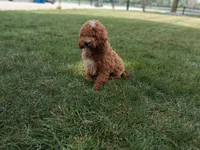 Bill #5190, a male Miniature Goldendoodle for sale in Fort Wayne, IN – 1 of 3