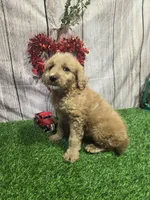 Tom #9987, a male Miniature Goldendoodle for sale in Fort Wayne, IN – 2 of 2