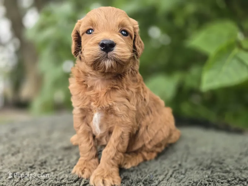 Leo – Miniature Goldendoodle puppy for sale in Fort Wayne, IN