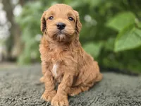 Leo, a male Miniature Goldendoodle for sale in Fort Wayne, IN – 1 of 3