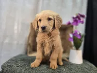 Tom, a male Golden Retriever for sale in Fort Wayne, IN – Photo 3 of 3