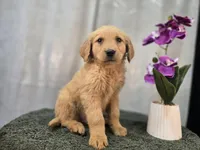 Tom, a male Golden Retriever for sale in Fort Wayne, IN – Photo 2 of 3