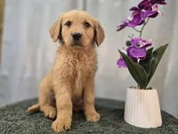 Tom, a male Golden Retriever for sale in Fort Wayne, IN – Photo 1 of 3