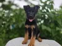 Myron #2197, a male German Shepherd Dog for sale in Fort Wayne, IN – 2 of 2