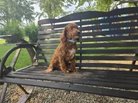 Bill #5190, a male Miniature Goldendoodle for sale in Fort Wayne, IN – 2 of 3
