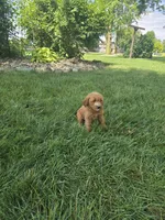 Tilly #9570, a female Miniature Goldendoodle for sale in Fort Wayne, IN – 3 of 3