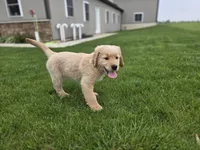Tony, a male Golden Retriever for sale in Fort Wayne, IN – Photo 7 of 7