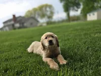 Tony, a male Golden Retriever for sale in Fort Wayne, IN – Photo 6 of 7