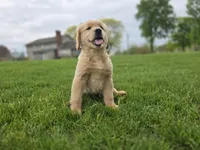 Tony, a male Golden Retriever for sale in Fort Wayne, IN – Photo 1 of 7