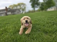Tony, a male Golden Retriever for sale in Fort Wayne, IN – Photo 3 of 7