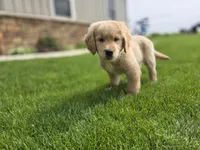 Tony, a male Golden Retriever for sale in Fort Wayne, IN – Photo 4 of 7
