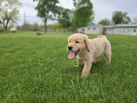 Tony, a male Golden Retriever for sale in Fort Wayne, IN – Photo 5 of 7